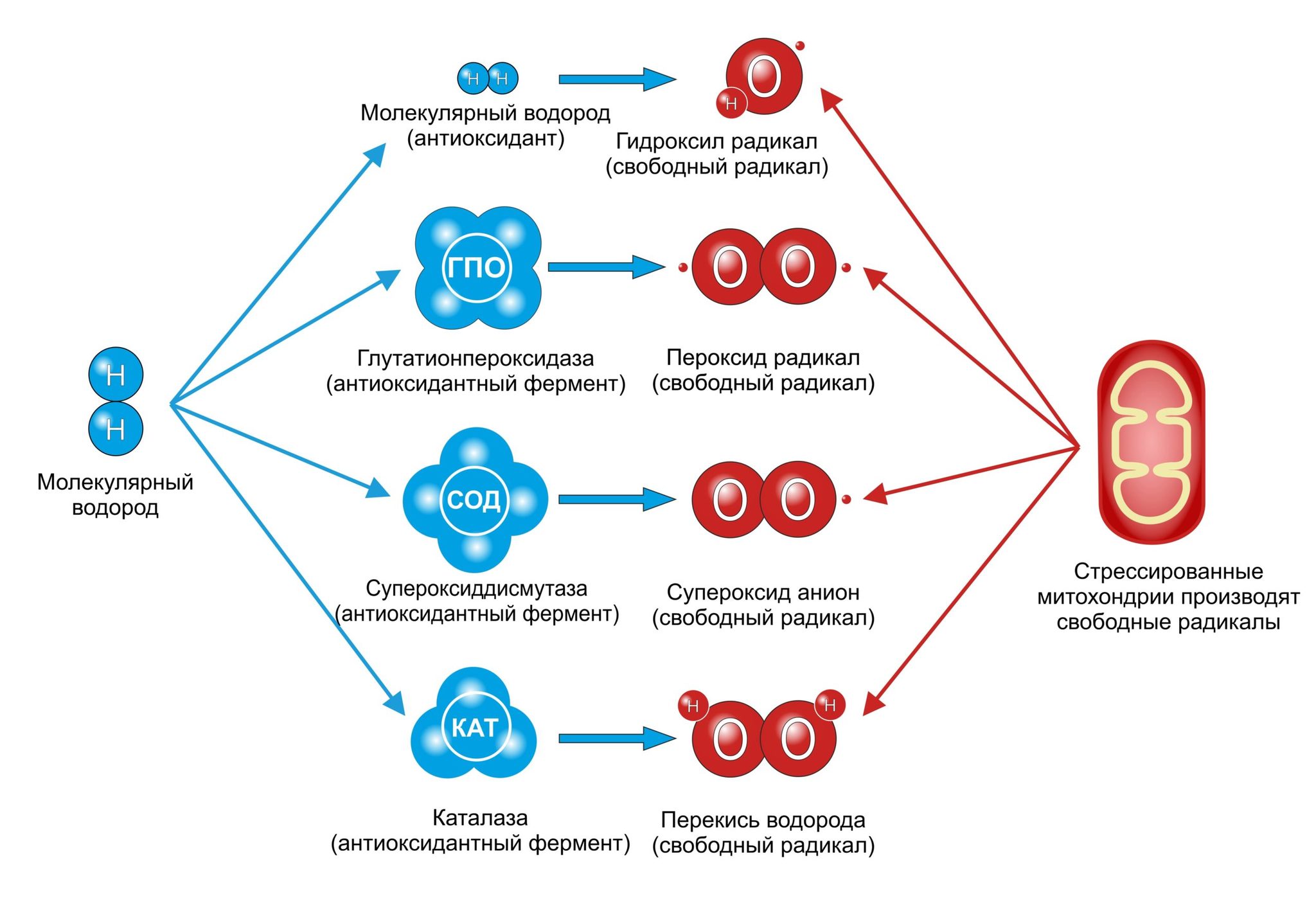 Свободные радикалы и антиоксиданты - Ecology-system