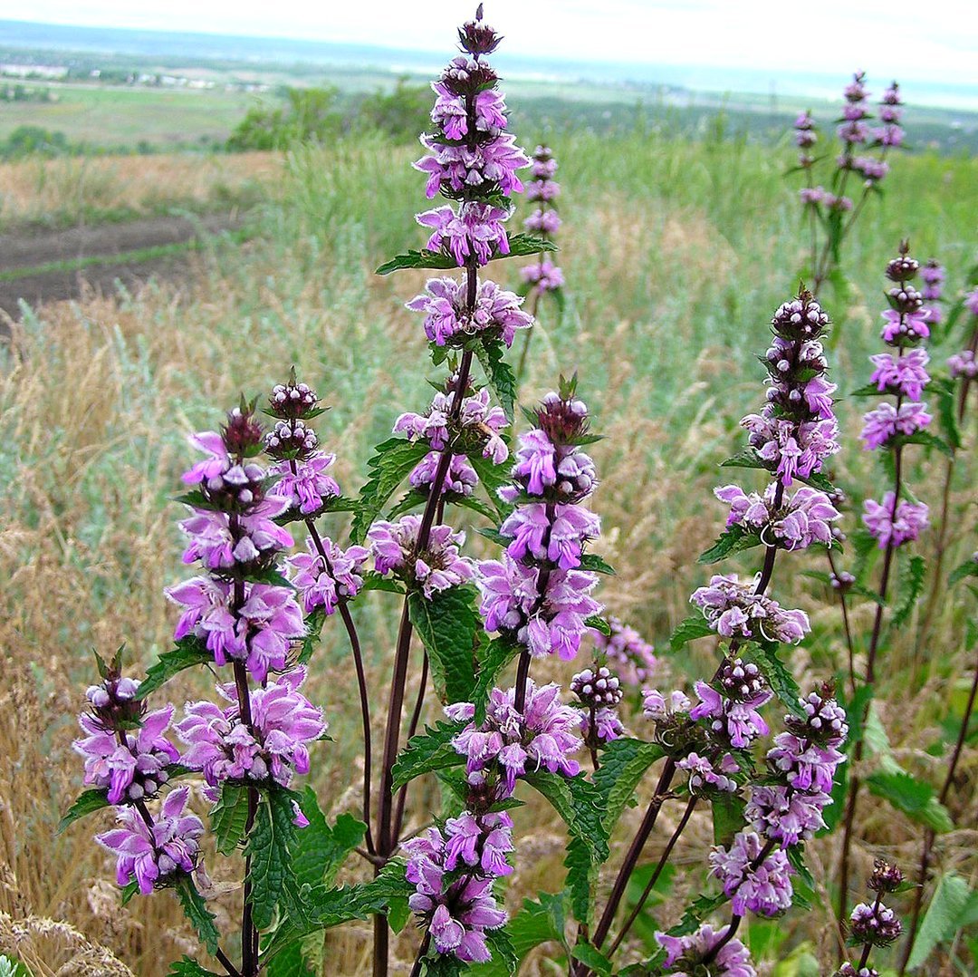 Зопник трава. Зопник клубненосный. Phlomis tuberosa. Зопник клубненосный Phlomis. Зопник колючий.