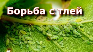 Как бороться с тлей?