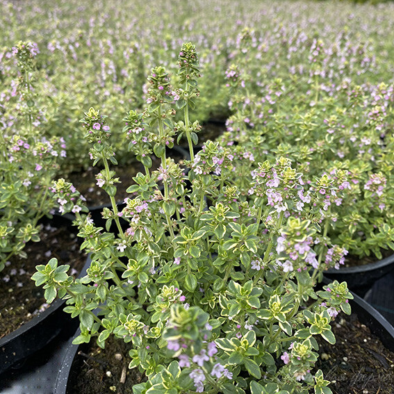 Эфирное масло тимьяна (хемотип: линалоол): как его правильно использовать?