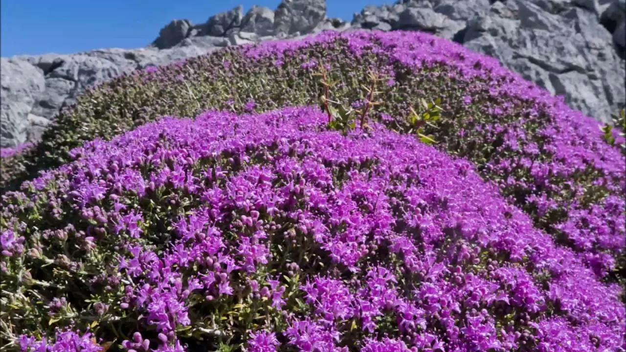 Эфирное масло горного чабера: как его правильно использовать?