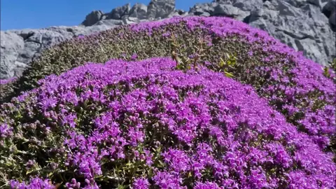 Эфирное масло горного чабера: как его правильно использовать?