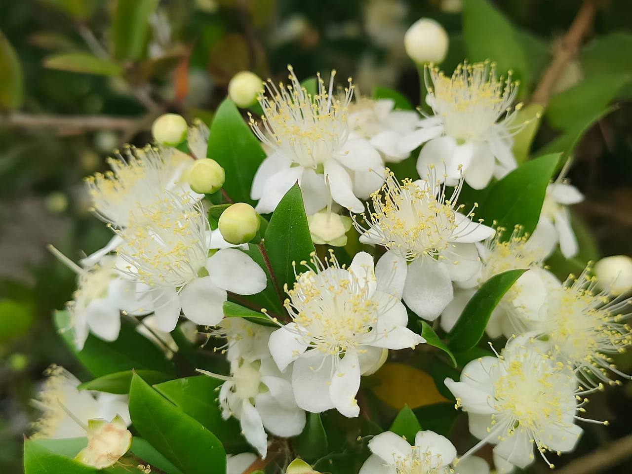 Эфирное масло красного мирта: как его правильно использовать?