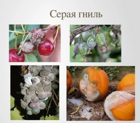 Серая гниль во время плодоношения. Методы борьбы.