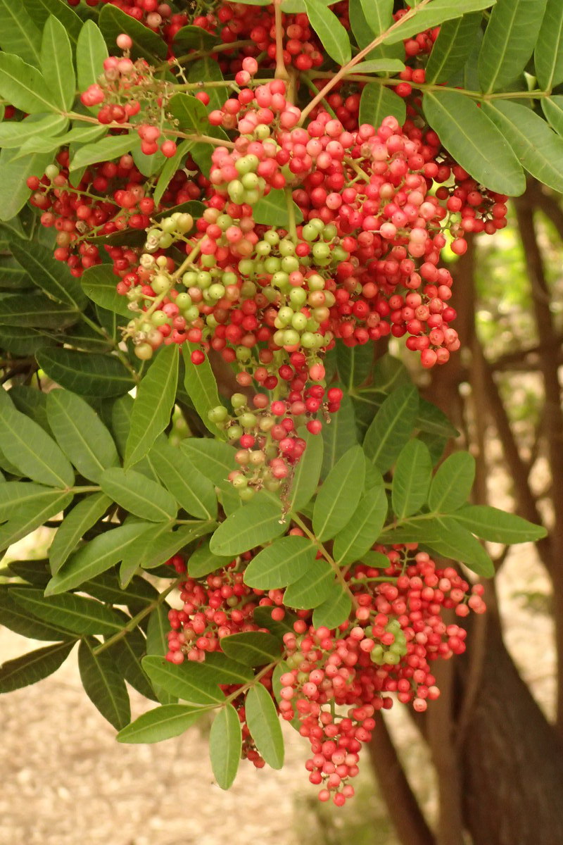 Эфирное масло розового перца: как его правильно использовать?