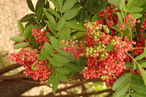 Эфирное масло розовых ягод: как его правильно использовать?