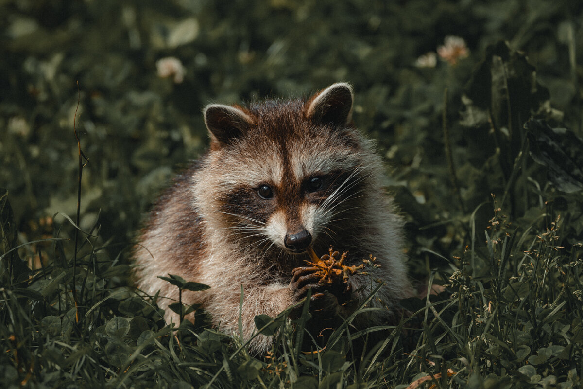 Самое умное домашнее животное