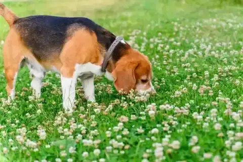 Клеверный газон: возвращение забытого тренда или идеальная лужайка будущего?