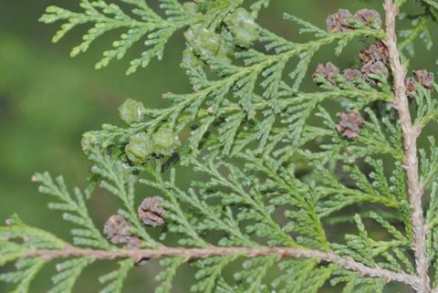 Кипарисовик горохоплодный (Chamaecyparis pisifera)