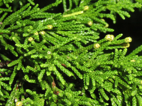 Можжевельник виргинский (Juniperus virginiana)