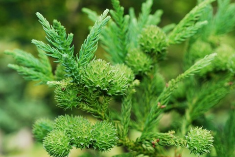 Криптомерия японская (Cryptomeria japonica)