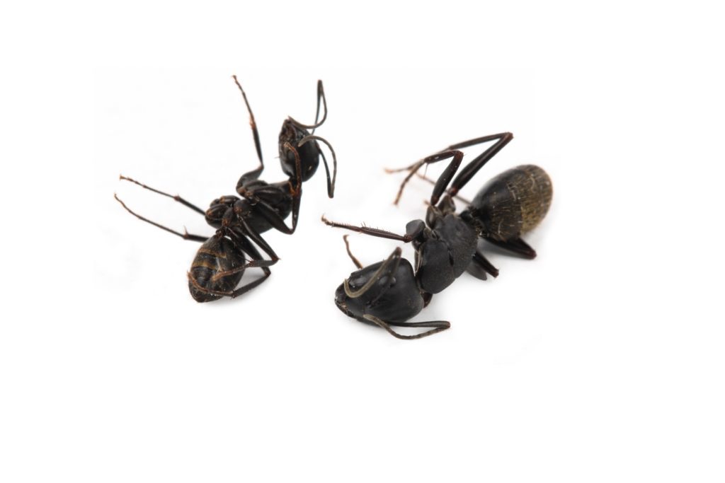 Как переселить муравьёв из одной фермы в другую