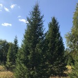 Купить Ель крупномер в СПб!