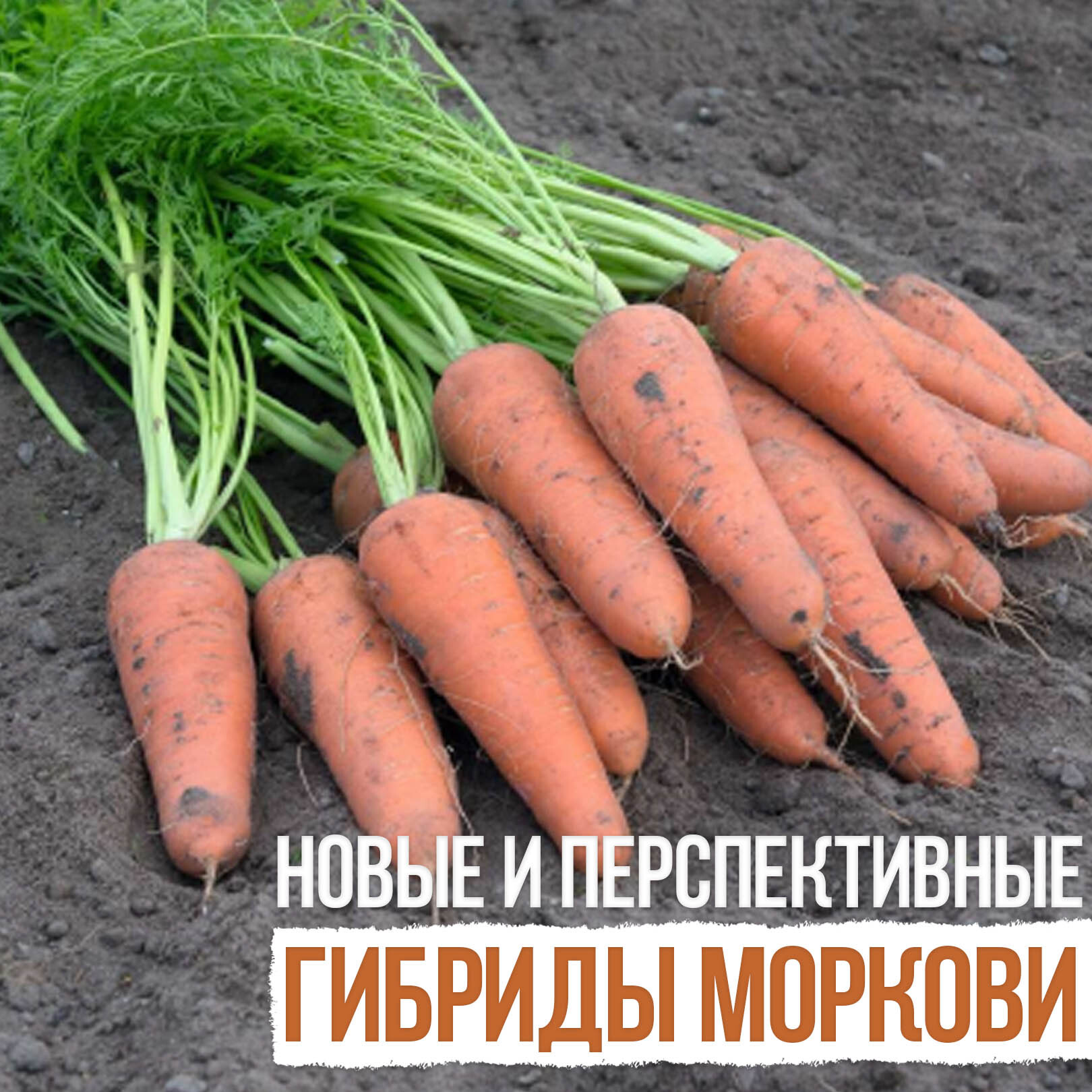 Перспективные гибриды моркови от BEJO