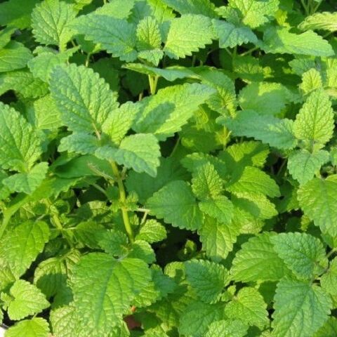 Эфирное масло мелиссы лекарственной: как его правильно использовать?