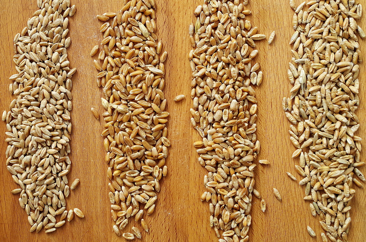 Озимая пшеница вид. Семена тритикале озимой. Сорт Эммер пшеница. Рожь пшеница ячмень тритикале. Семена тритикале Яровой.