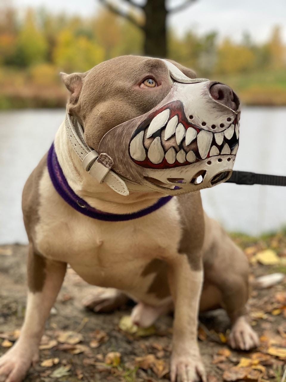 Фото шипу собака