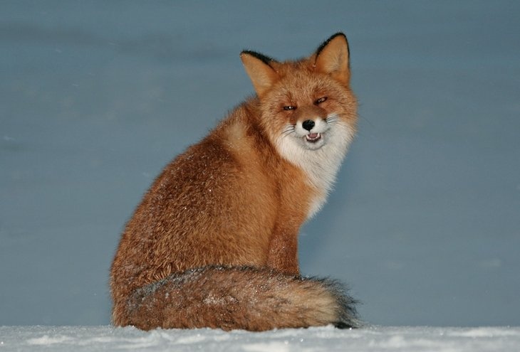 Поток Кицунэ