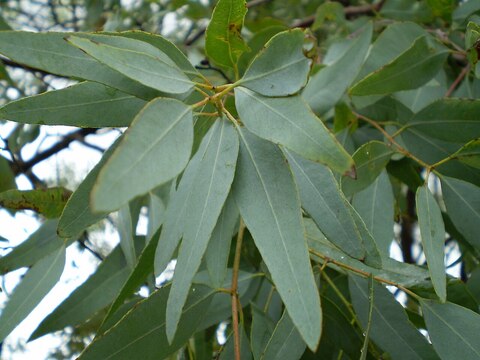 Эфирное масло эвкалипта стайгериана (Eucalyptus staigeriana): как правильно его использовать?
