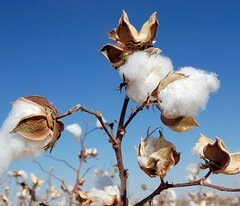 Хлопок сорта Пима (Pima Cotton)