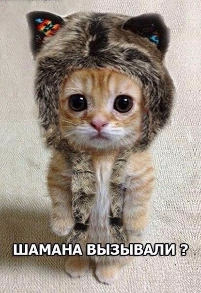 Бастет! (Из старенького. Когда открывался поток.)