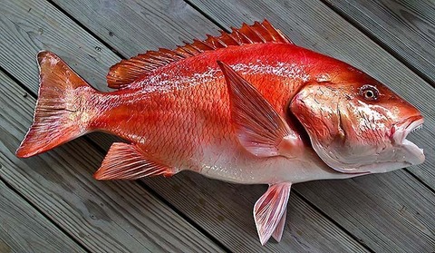 Окунь: белая или красная рыба?