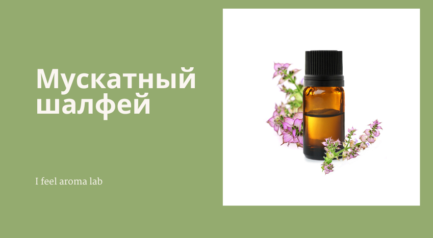 Эфирное масло мускатного шалфея: как его правильно использовать?