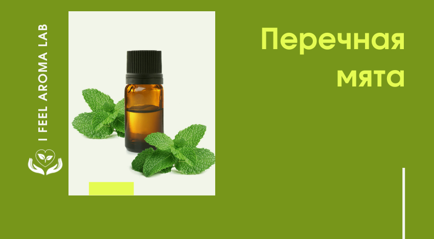 Эфирное масло мяты перечной: как правильно использовать?