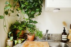 Какие растения могут жить на кухне