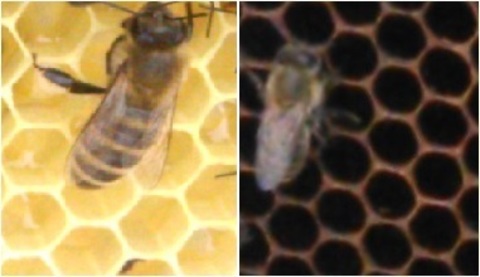 Аллергия на мёд и её основные причины