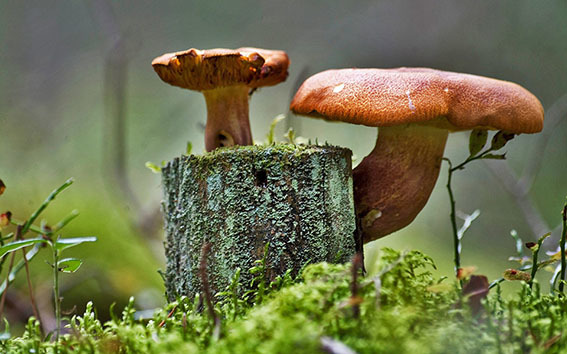 Роль грибов и насекомых в природе
