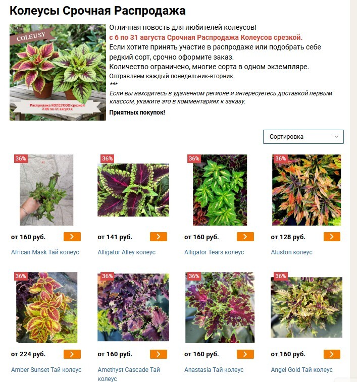 Распродажа Колеусов срезкой началась!