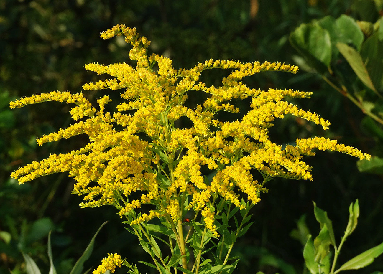 Эфирное масло золотарника (Solidago canadensis): как его правильно использовать?