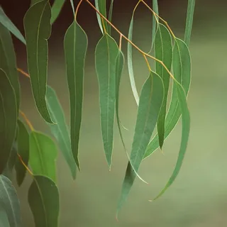 Эфирное масло эвкалипта Смита (Eucalyptus smithii): как его правильно использовать?