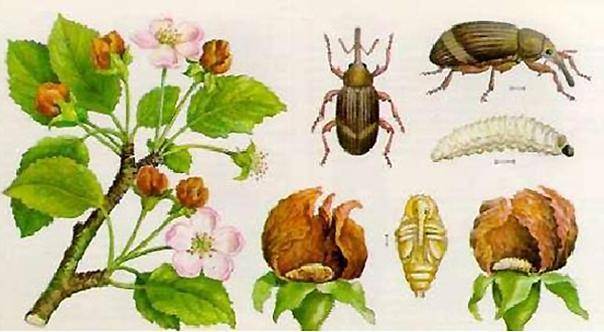 Яблонный цветоед (Anthonomus pomorum) - средства и методы борьбы с ним Яблонный цветоед (Anthonomus pomorum) - средства и методы борьбы с ним
