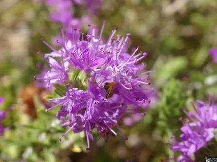 Эфирное масло испанского орегано (Thymbra capitata): как его правильно использовать?