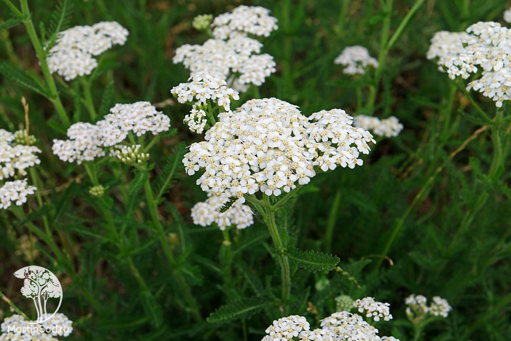 Эфирное масло тысячелистника (Achillea millefolium): как правильно его использовать?