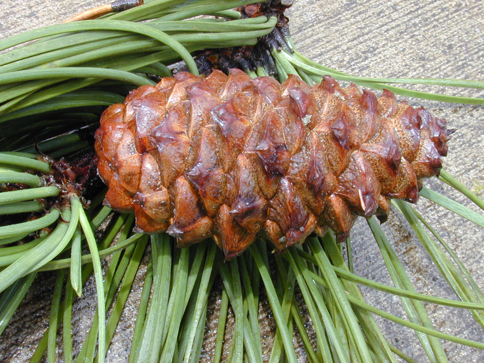 Эфирное масло скипидара: как его правильно использовать?