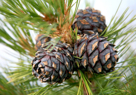 Живица кедра сибирского