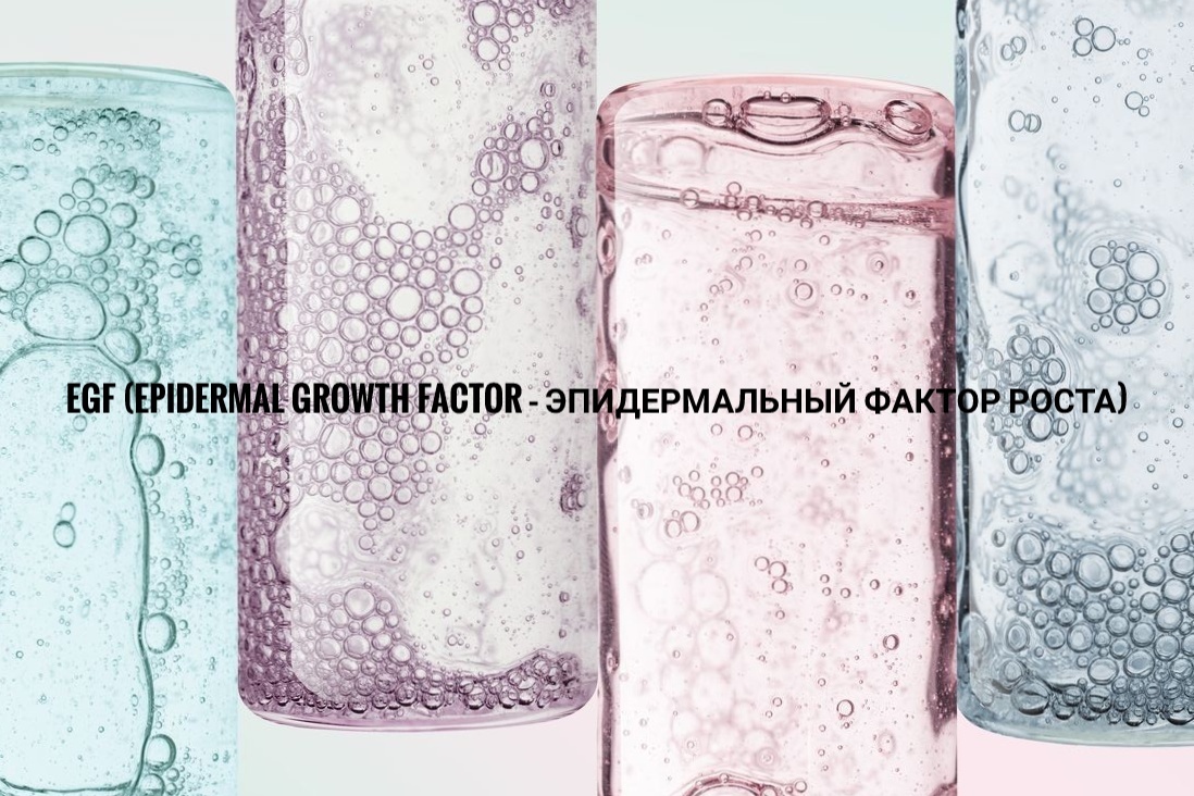 EGF (Epidermal Growth Factor – эпидермальный фактор роста