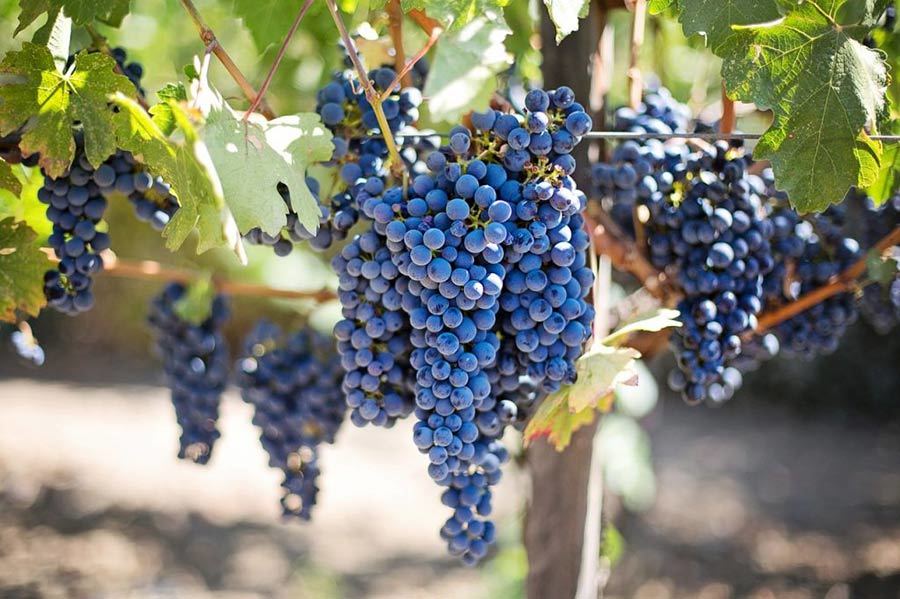 Tempranillo