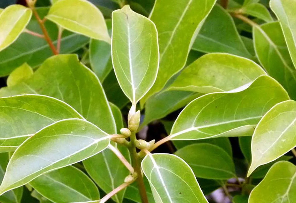 Равинтсара (Cinnamomum camphora), эфирное масло: как правильно использовать