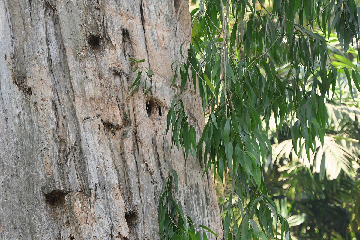 Эфирное масло кайепута: как его правильно использовать?