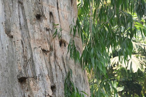 Эфирное масло кайепута: как его правильно использовать?