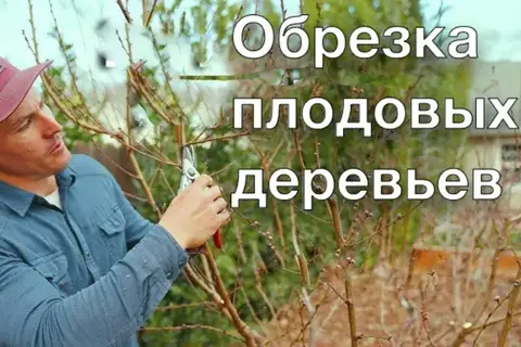 Обрезка плодовых растений