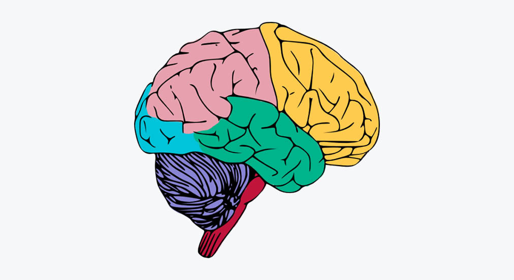 Al brain. Мозг рисунок. Иллюстрации отсутствия мозга.