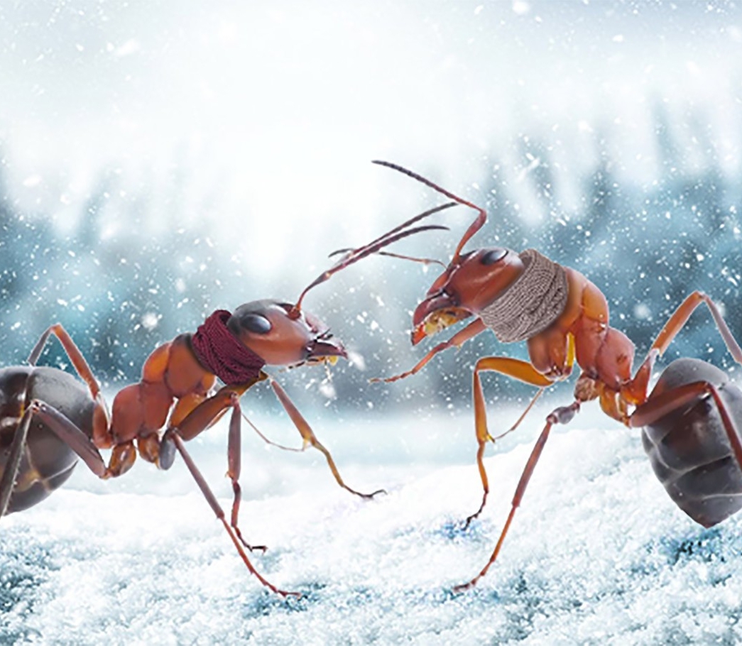 Доставка муравьев в зимнее время