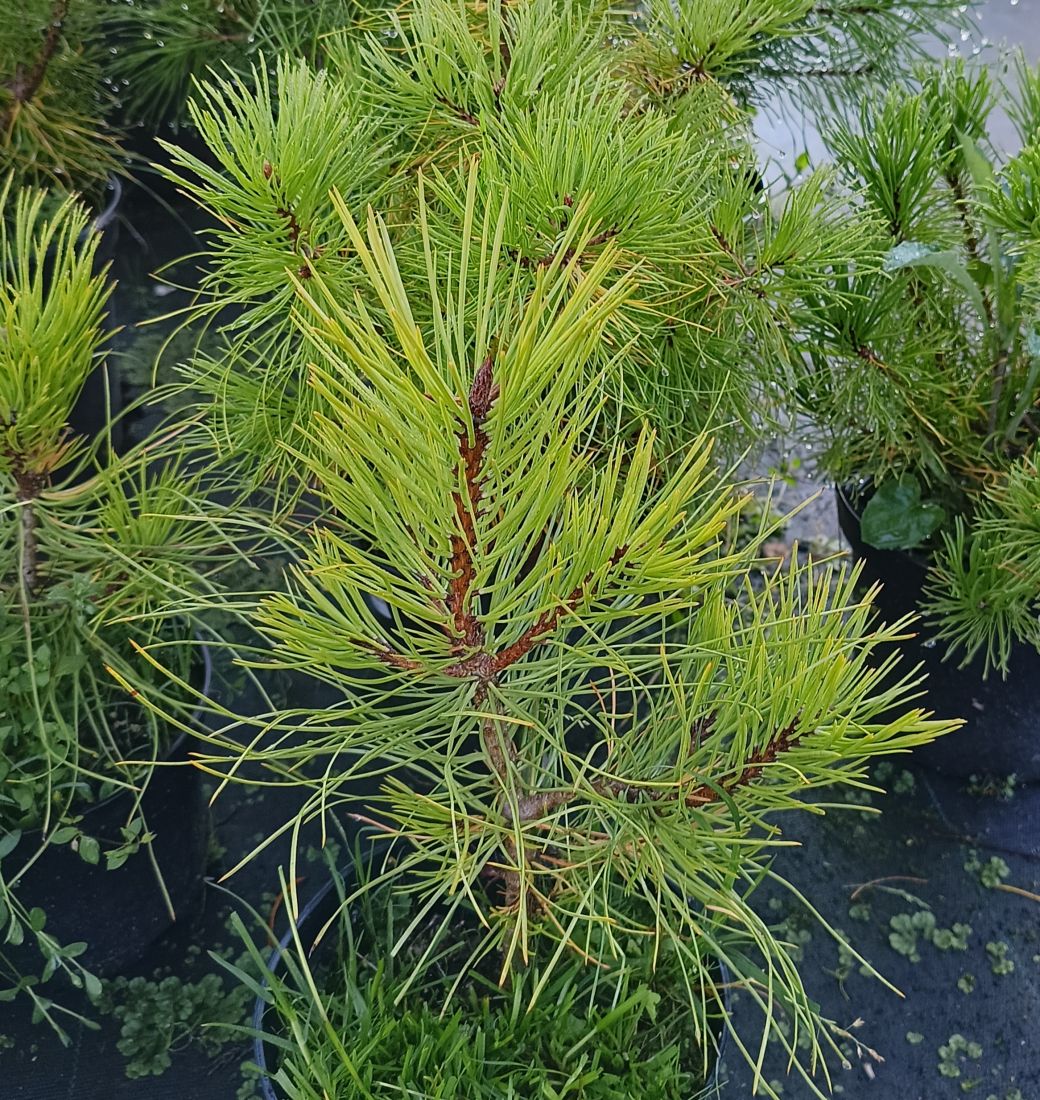 Эфирное масло сосны обыкновенной (Pinus sylvestris): как правильно его использовать?