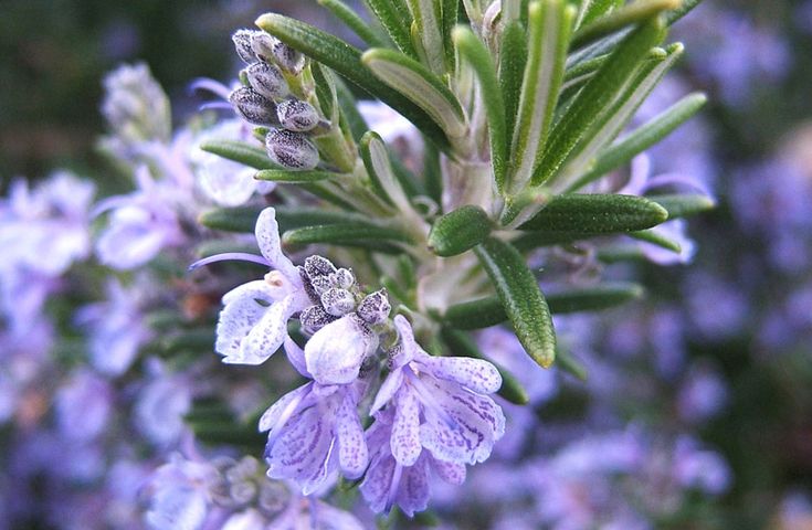 Эфирное масло розмарина (хемотип: вербенон): как его правильно использовать?