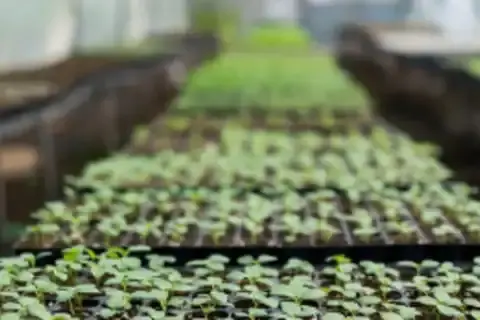 Регуляторы роста растений: виды, применение и дозировки